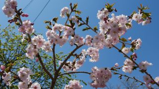近況(2018年3~5月)